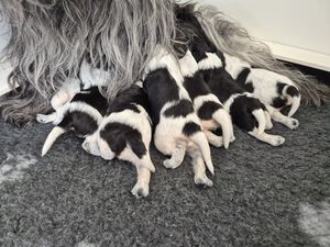 Schapendoes N-nest van de Roeskebeer